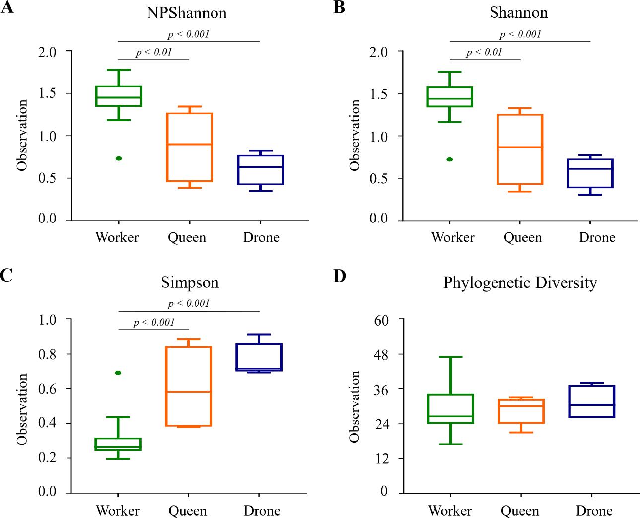 Box plots of species diversity indices among honey bee groups.
Species diversity was analyzed using A) NPShannon, B) Shannon, C) Simpson, and D) Faith’s phylogenetic diversity indices. The results indicate that worker bees exhibited significantly higher species diversity compared to queen and drone bees in the NPShannon, Shannon, and Simpson analyses. No differences were observed between queen and drone bees. The bars represent the median values, while the hinges indicate the lower and upper quartiles.
