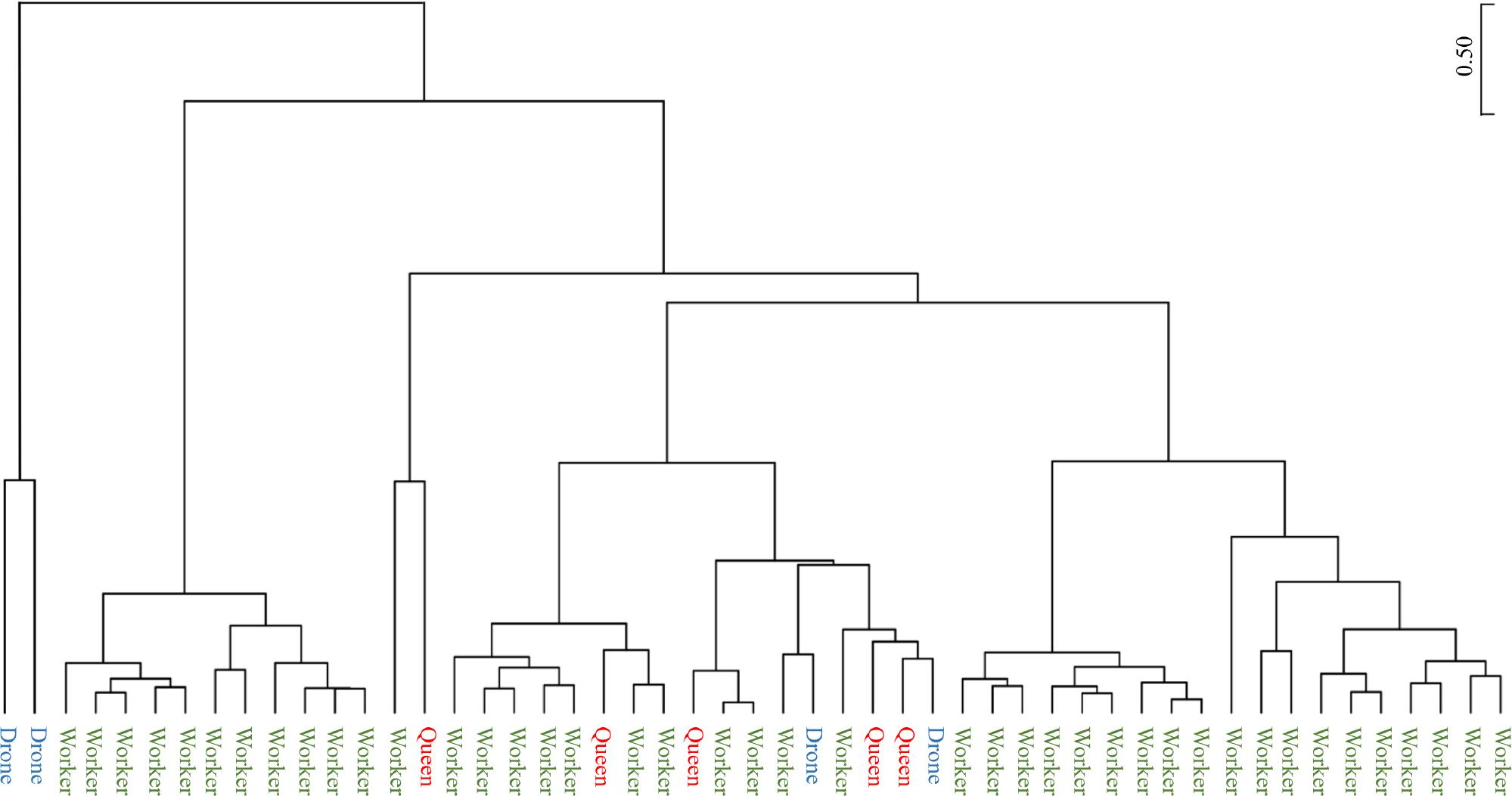 UPGMA clustering analysis of gut microbiome profiles among honey bee castes.
The UPGMA (Unweighted Pair Group Method with Arithmetic Mean) clustering method was used to analyze the gut microbiome profiles of the three honey bee castes: worker, queen, and drone. The dendrogram illustrates the hierarchical grouping of these castes based on the similarity of their gut microbiome compositions. The results highlight the distinctiveness of workers and the relative similarity and closer grouping of queens and drones.