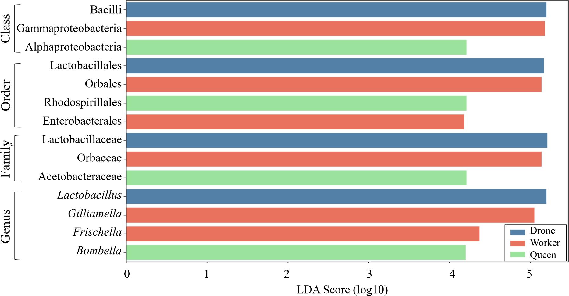 Taxonomic biomarker analysis of gut microbiome differences among bee castes using LEfSe (LDA Effect Size).
Based on LEfSe analysis, taxonomic cladograms highlight significant biomarkers among bee castes with a Kruskal–Wallis p-value < 0.05 and an LDA score > 4. The analysis identified distinct microbial features for each caste: Lactobacillus as a biomarker for drones, Gilliamella and Frischella as biomarkers for workers, and Bombella as a biomarker for queens. The taxa presented represent key microbial markers that differentiate the bee groups, providing insights into caste-specific microbial community compositions.