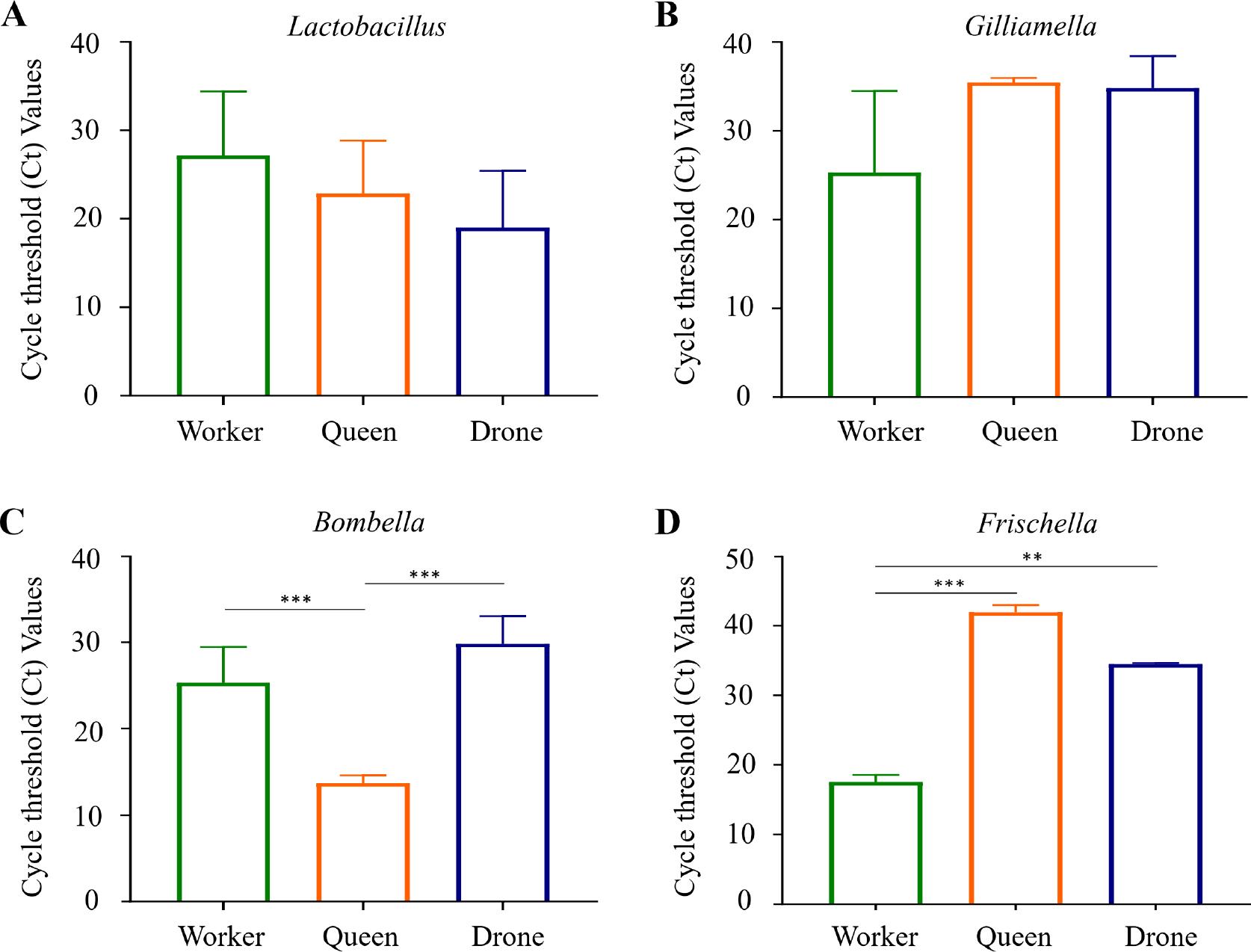 PCR validation of biomarker strains across the three honey bee castes.
The bacterial load of A) Lactobacillus, B) Gilliamella, C) Bombella, D) Frischella in the samples was quantified using qRT-PCR. The results confirmed the biomarker status of each strain: Lactobacillus had the lowest Ct values in drones, Gilliamella and Frischella in workers, and Bombella in queens. Statistical significance among groups was determined using one-way ANOVA (**p < 0.01; ***p < 0.001).