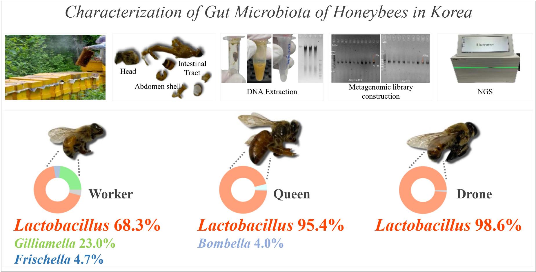 Summary of the characterization of caste-specific gut microbiota in honey bees from Korea.
This figure summarizes the study investigating the gut microbiota of honey bees collected in Korea, focusing on worker, queen, and drone castes. The top section outlines a standardized protocol for honey bee microbiome analysis, which includes bee collection, gut dissection, DNA extraction, metagenomic library preparation, and next-generation sequencing (NGS). The bottom section highlights the microbiota composition of the three castes: worker bees exhibit a diverse composition with Lactobacillus (68.3%), Gilliamella (23.0%), and Frischella (4.7%); queen bees are dominated by Lactobacillus (95.4%) with Bombella (4.0%); and drone bees are almost entirely composed of Lactobacillus (98.6%). These results highlight the distinct microbial communities associated with each caste and provide insights into their physiological roles and colony health.