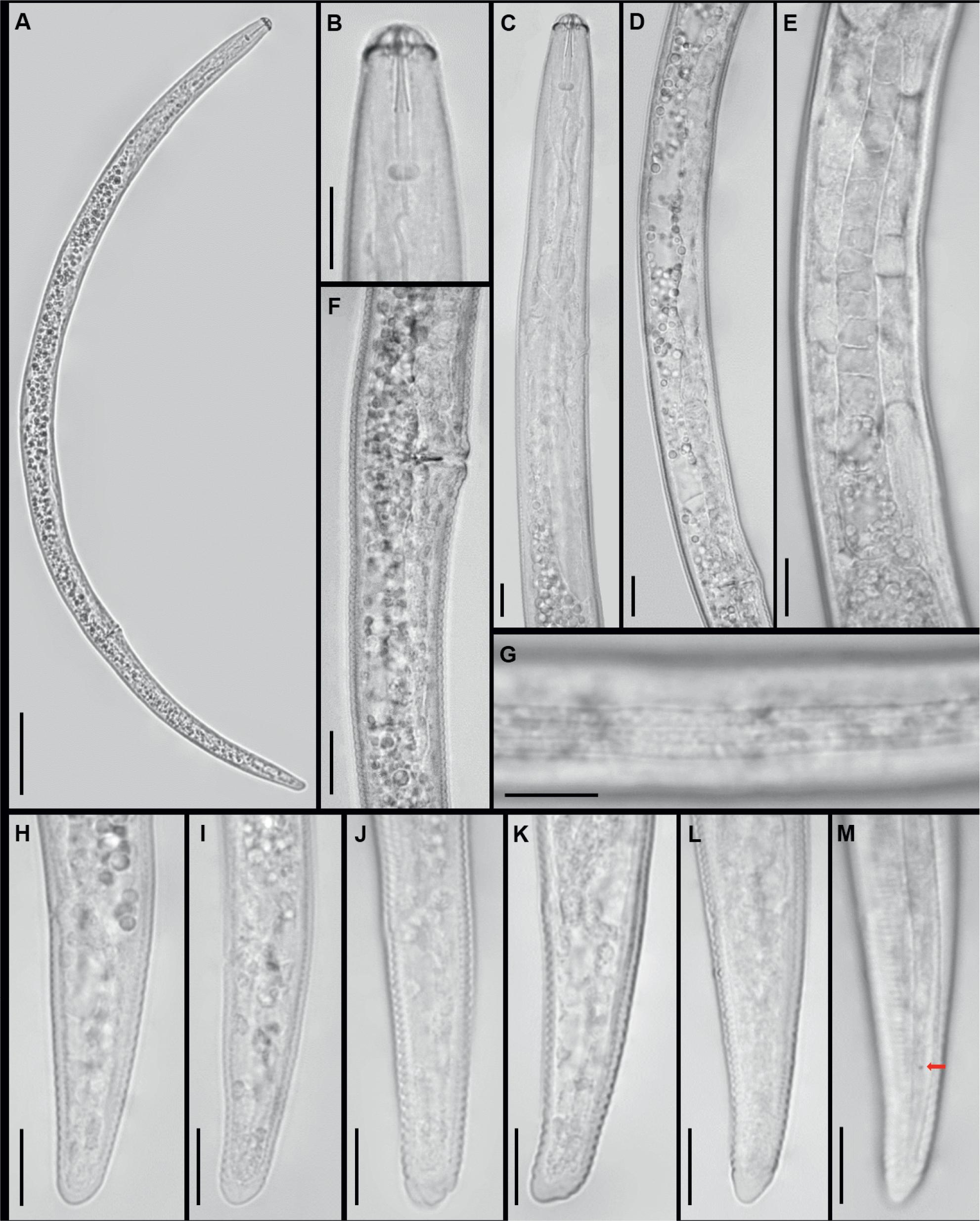 Females of Pratylenchus parazeae from Vietnam under the light microscope. A: entire body; B-C: anterior region; D: vulval region; E: ovary; F: post-vulval uterine sac; G: lateral field at midbody; H-M: tail region. (Arrows point to phasmids; scale bars: A=50 μm; B-M=10μm).