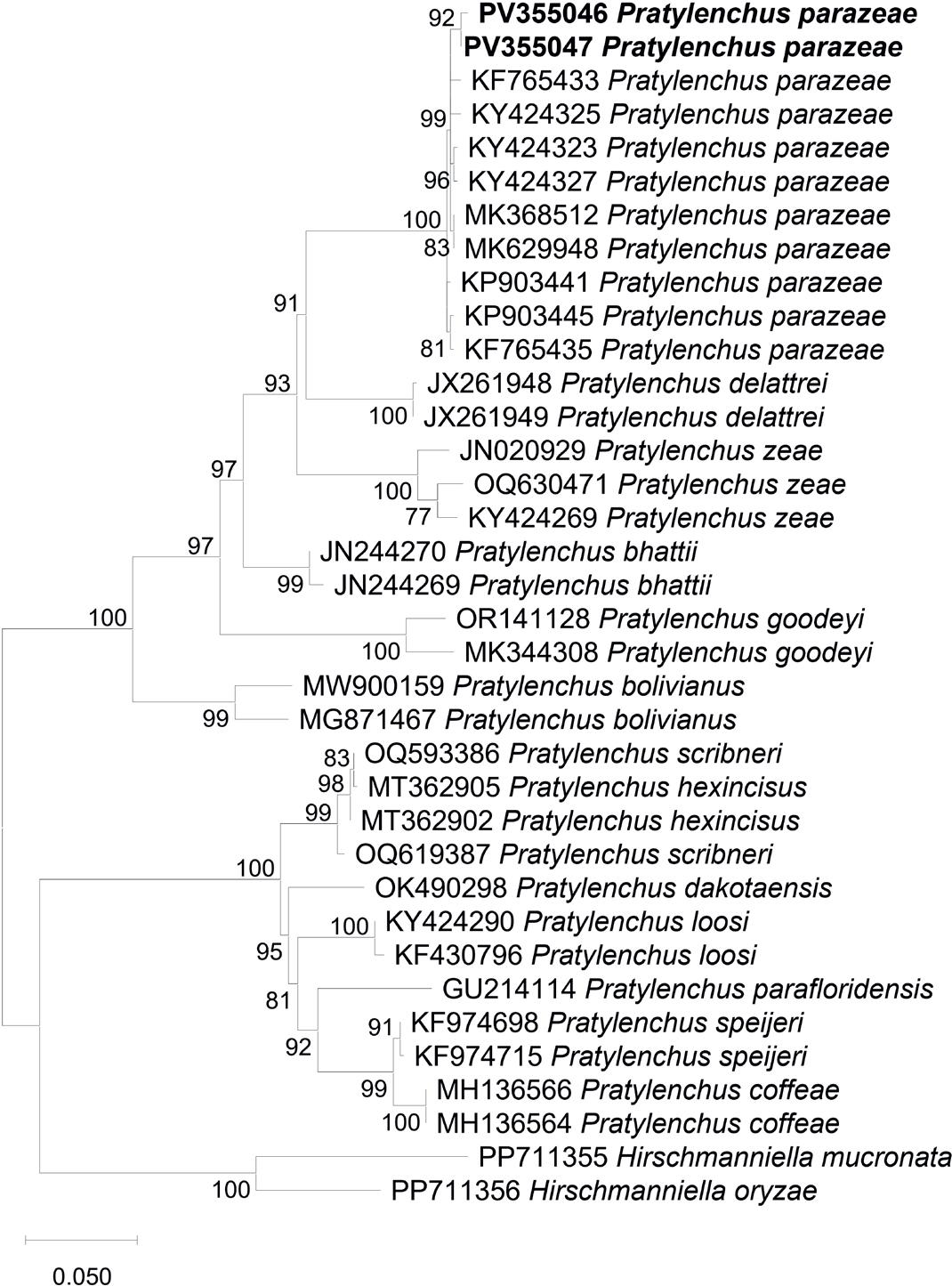 Phylogenetic relationships of Pratylenchus parazeae and related species based on the D2-D3 segment of 28S rDNA region, inferred using the Maximum Likelihood (ML) method with the K2+G+I model (BIC = 9596.839, AICc = 8978.033; lnL = –4412.786; +I = 0.40; +G = 1.23; R = 2.19; base frequencies: A = 0.25, T = 0.25, C = 0.25, G = 0.25). Numbers on branches represent bootstrap values from 1,000 replicates. Sequences generated in this study are indicated in bold.
